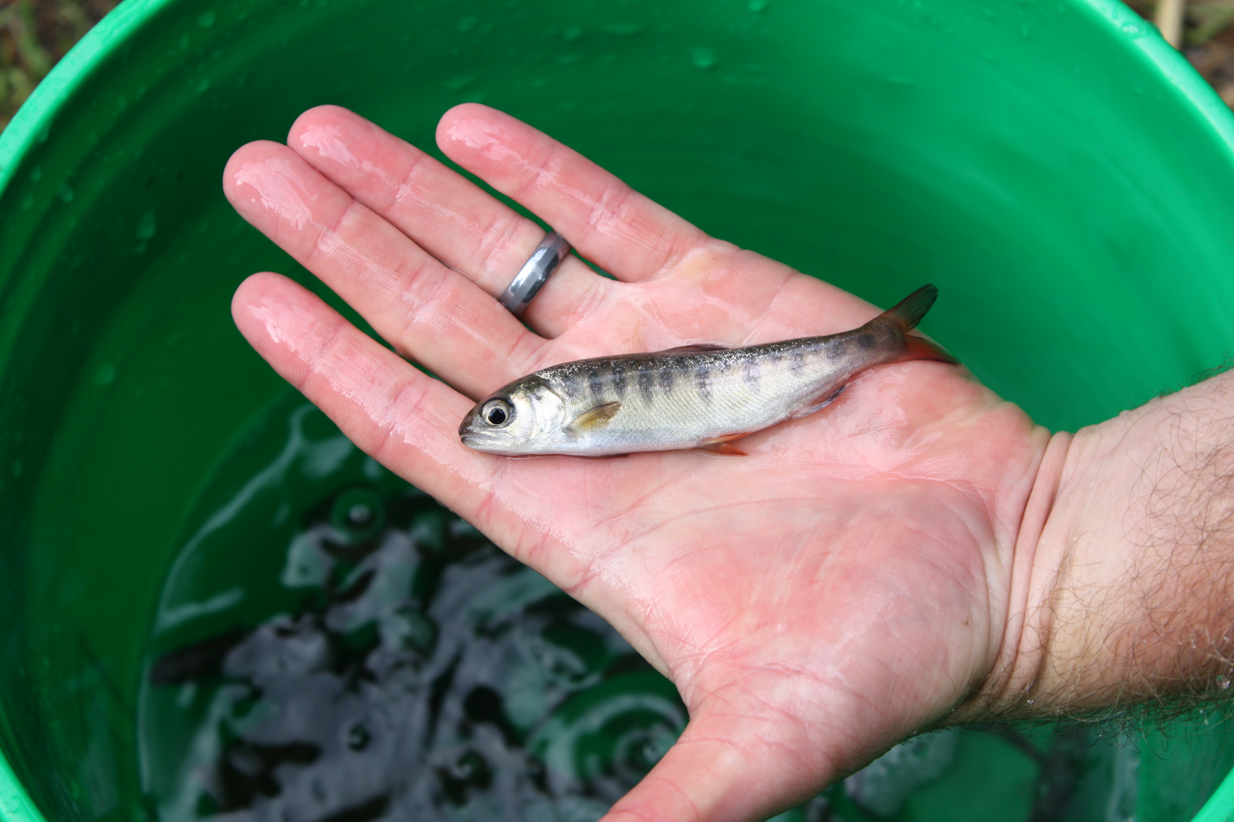 Juvenile Coho