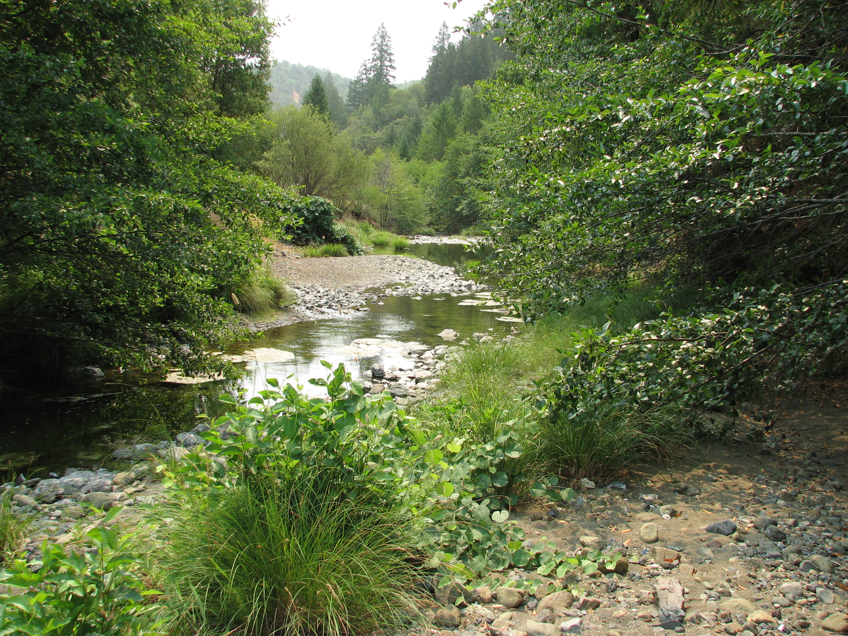 Green Stream