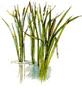 Cattails